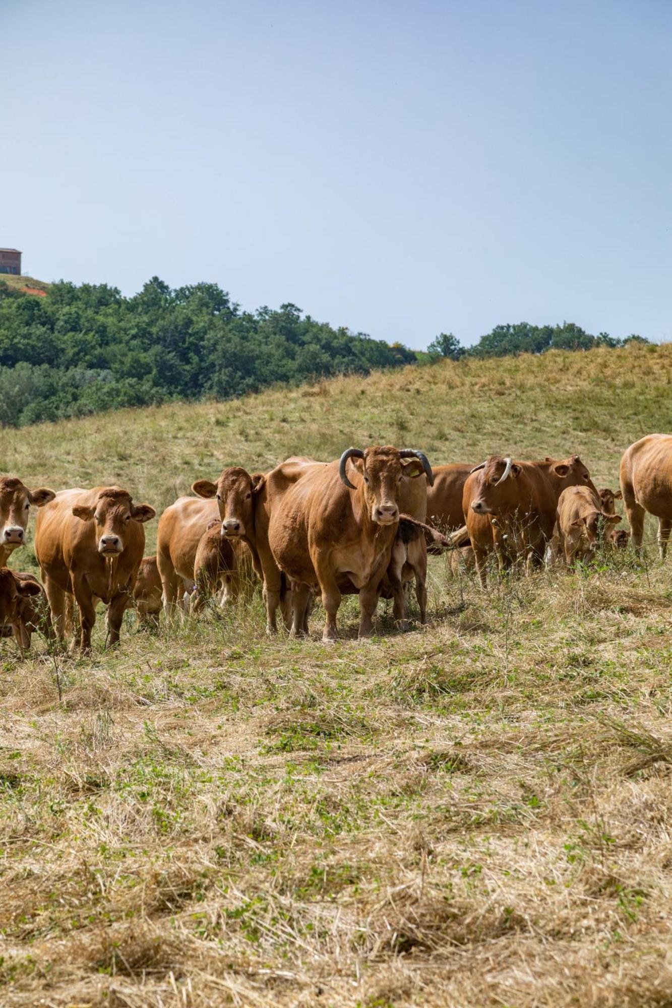 Villa Agriturismo Tenuta La Campana Asciano Exterior foto